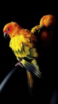 AMOLED Animal . Seni, Fotografi, Burung HD phone wallpaper | Pxfuel