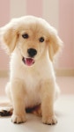 Cute Dog, Golden Dog Little Puppy HD phone wallpaper | Pxfuel