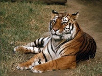 Lying down tiger, cat, wild life, tiger HD wallpaper | Pxfuel