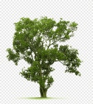 A bodhi tree material, a tree, bodhi tree png | PNGEgg