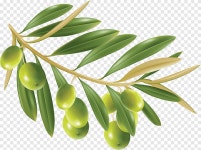 Olives, Olives png | PNGEgg