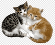 Cat Kitten Pet Love, Cat, love, mammal png | PNGEgg