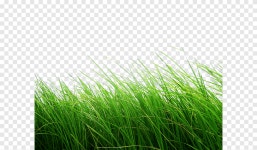 Green grass, grass, green Apple png | PNGEgg