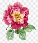 Red rose flower, flower core, flower png | PNGEgg