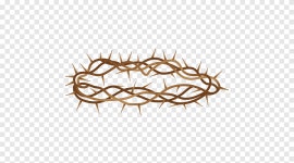 Crown of thorns, branch, twig png | PNGEgg