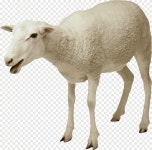 Sheep, Sheep png | PNGEgg