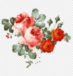 모란, 모란, 붉은 모란 png | PNGEgg