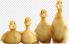 Domestic duck graphy, duckling, child, animals png | PNGEgg