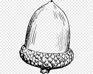 Acorn Drawing, acorn, hat, monochrome png | PNGEgg