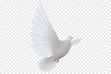 White dove, snow white, wing png | PNGEgg