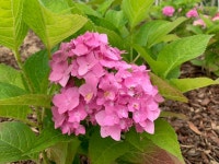 수목원의 꽃과 나무 | 부천무릉도원수목원 | 주요시설 | 자연생태공원