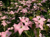 수목원의 꽃과 나무 | 부천무릉도원수목원 | 주요시설 | 자연생태공원