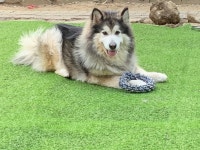 개도 웃는다는 확실한 증거라 믿고 싶은 : 클리앙