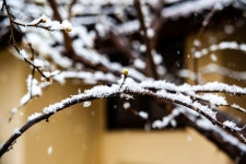 갑자기 설중매 : 클리앙