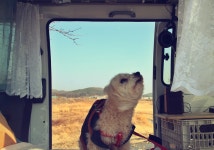 댕댕이랑 언택트 봄나들이 : 클리앙