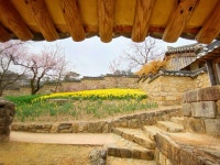 추사고택의 봄, 그리고 나비 한마리! : 클리앙