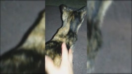 함께하는 길냥이 소식(#1-2) : 클리앙