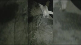 함께하는 길냥이 소식(#2-3) : 클리앙