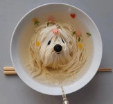 잔치국수 개 같이 만들었네요 : 클리앙