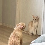 댕댕이 vs 냥이 일촉즉발의 상황!? : 클리앙