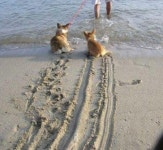 개끌림.jpg : 클리앙