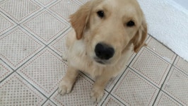 똥꼬발랄 : 클리앙