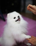우리집 강아지입니다 : 클리앙