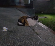 실시간 튼튼이 어미랑 대화중입니다 : 클리앙