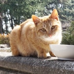 도배9 : 클리앙