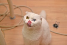 차오츄르 대신 바꾼 간식 캣쮸 기호성 좋네요. : 클리앙