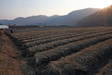 충청북도 괴산군 칠성면 율원리 민속지 - 국립민속박물관 민속현장조사 충청북도 괴산군 칠성면 율원리 민속지