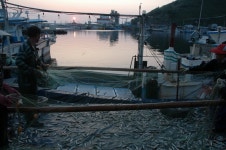 경상북도 영덕군 축산면 경정1리 뱃불마을 민속지 - 국립민속박물관 민속현장조사 경상북도 영덕군 축산면 경정1리 뱃불마을 민속지
