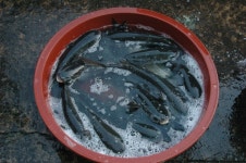 경상북도 영덕군 축산면 경정1리 뱃불마을 민속지 - 국립민속박물관 민속현장조사 경상북도 영덕군 축산면 경정1리 뱃불마을 민속지