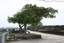 제주특별자치도 제주시 구좌읍 하도리 민속지 - 국립민속박물관 민속현장조사 제주특별자치도 제주시 구좌읍 하도리 민속지