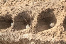 경상남도 합천군 덕곡면 율지리 민속지 - 국립민속박물관 민속현장조사 경상남도 합천군 덕곡면 율지리 민속지