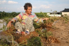 경상남도 합천군 덕곡면 율지리 민속지 - 국립민속박물관 민속현장조사 경상남도 합천군 덕곡면 율지리 민속지