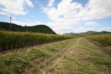 경상남도 합천군 덕곡면 율지리 민속지 - 국립민속박물관 민속현장조사 경상남도 합천군 덕곡면 율지리 민속지