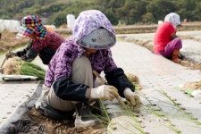 경상남도 합천군 덕곡면 율지리 민속지 - 국립민속박물관 민속현장조사 경상남도 합천군 덕곡면 율지리 민속지