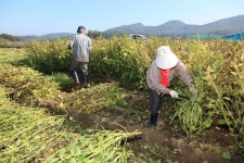 경기도 파주시 문산읍 임진리 살림살이 - 국립민속박물관 민속현장조사 경기도 파주시 문산읍 임진리 살림살이