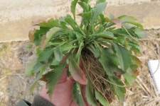 세종시 전동면 미곡리 민속지 - 국립민속박물관 민속현장조사 세종시 전동면 미곡리 민속지