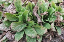 세종시 전동면 미곡리 민속지 - 국립민속박물관 민속현장조사 세종시 전동면 미곡리 민속지