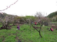 세종시 전동면 미곡리 민속지 - 국립민속박물관 민속현장조사 세종시 전동면 미곡리 민속지