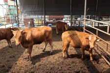 세종시 전동면 미곡리 민속지 - 국립민속박물관 민속현장조사 세종시 전동면 미곡리 민속지