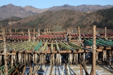 명태와 황태덕장 - 국립민속박물관 민속현장조사 명태와 황태덕장