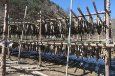 명태와 황태덕장 - 국립민속박물관 민속현장조사 명태와 황태덕장