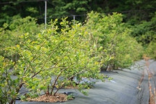 울산 무룡동 달곡마을 - 국립민속박물관 민속현장조사 울산 무룡동 달곡마을
