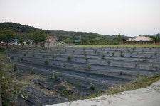 울산 무룡동 달곡마을 - 국립민속박물관 민속현장조사 울산 무룡동 달곡마을