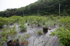 울산 무룡동 달곡마을 - 국립민속박물관 민속현장조사 울산 무룡동 달곡마을