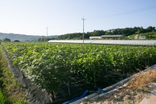울산 무룡동 달곡마을 - 국립민속박물관 민속현장조사 울산 무룡동 달곡마을