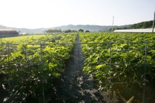 울산 무룡동 달곡마을 - 국립민속박물관 민속현장조사 울산 무룡동 달곡마을